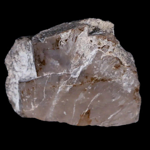 2" Koskinonodon Metoposaurus Scute Triassic Age Chinle Formation Arizona - Fossil Age Minerals