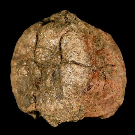 2.8" Edmontosaurus Fossil Vertebrae Bone Lance Creek FM Cretaceous Dinosaur WY