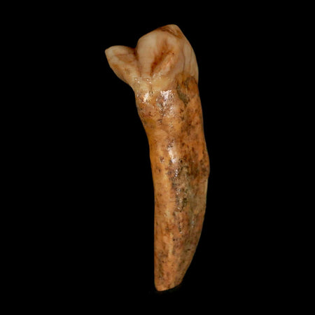 1.7" Extinct Cave Bear Ursus Spelaeus Incisor Tooth Rooted Pleistocene Age COA, Stand