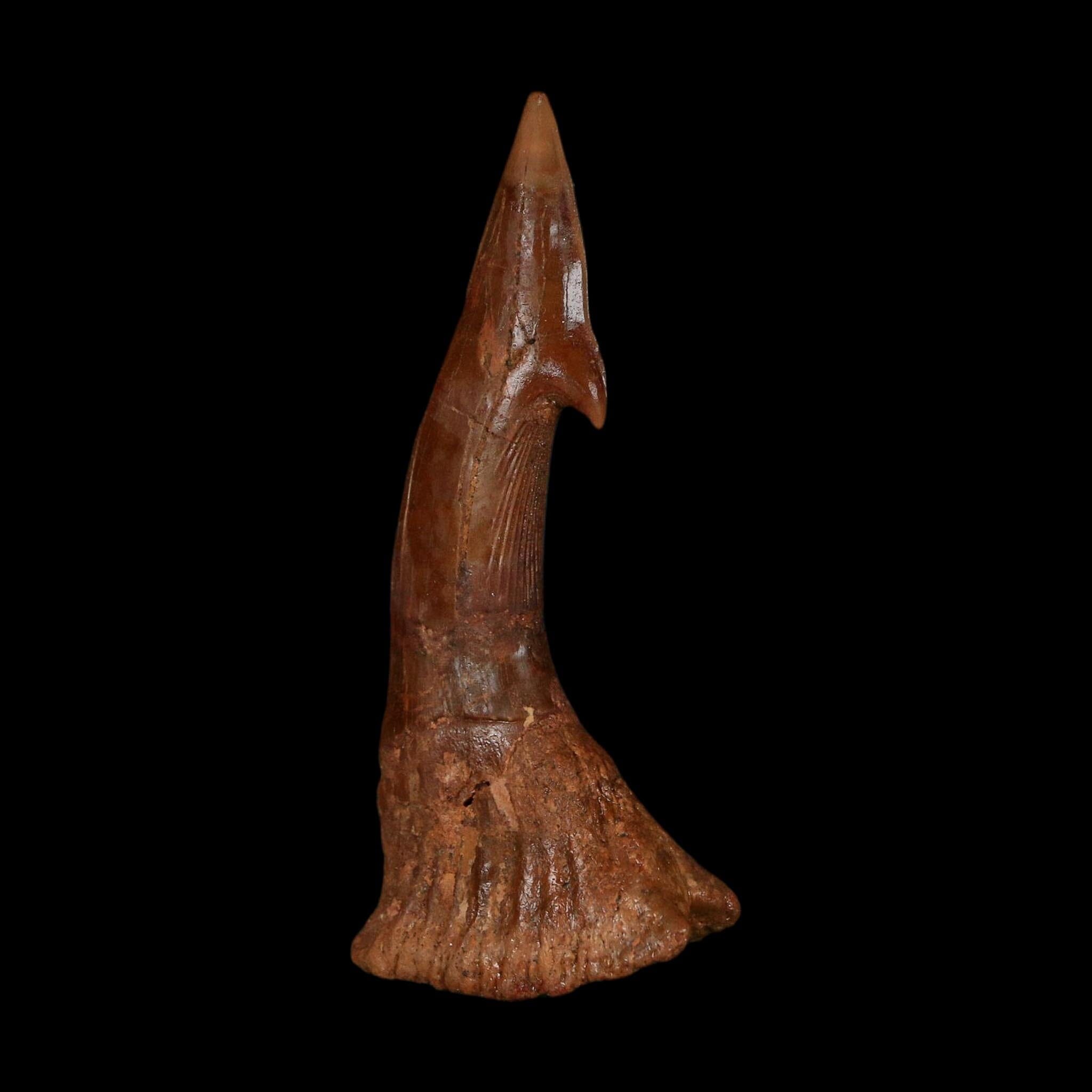 XL 2.7" Sawfish Fossil Tooth Barb Onchopristis Numidus Cretaceous Dinosaur Era COA