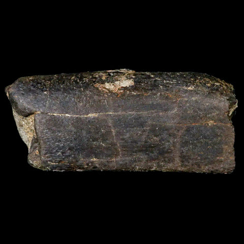 4.3" Lambeosaurus Limb Bone Fossil Judith River FM MT Cretaceous Dinosaur COA - Fossil Age Minerals