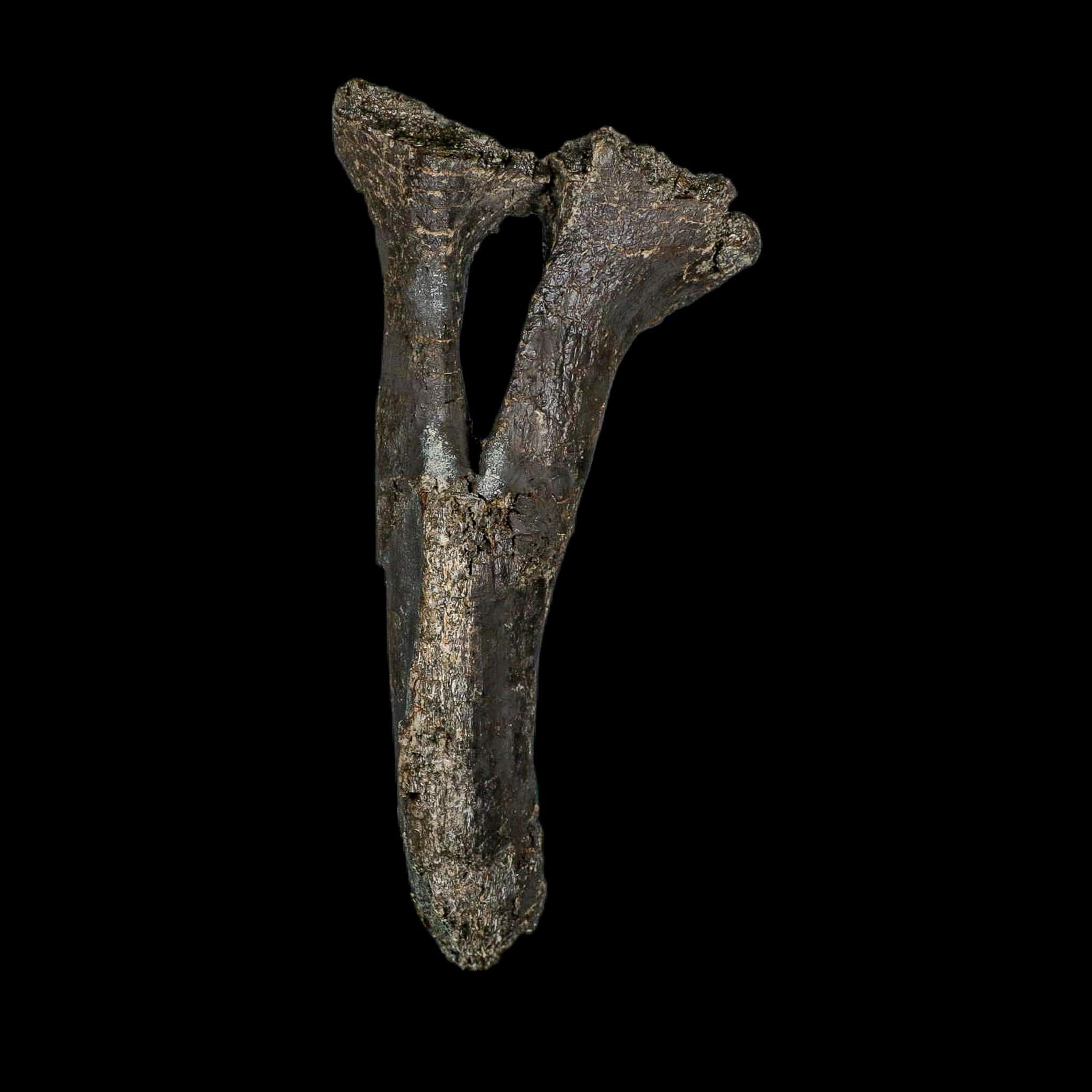 8.4" Diplodocus Dinosaur Fossil Chevron Bone Morrison FM WY Jurassic Age COA Stand - Fossil Age Minerals