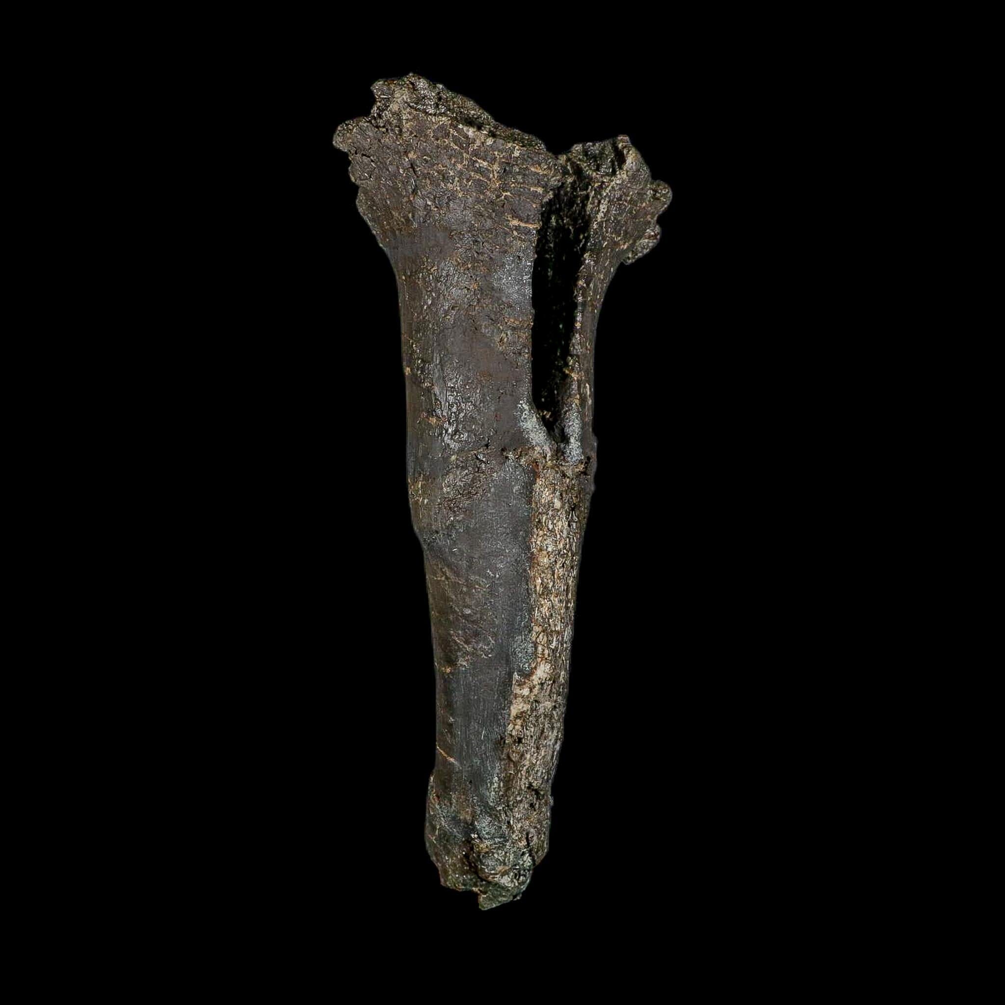 8.4" Diplodocus Dinosaur Fossil Chevron Bone Morrison FM WY Jurassic Age COA Stand - Fossil Age Minerals