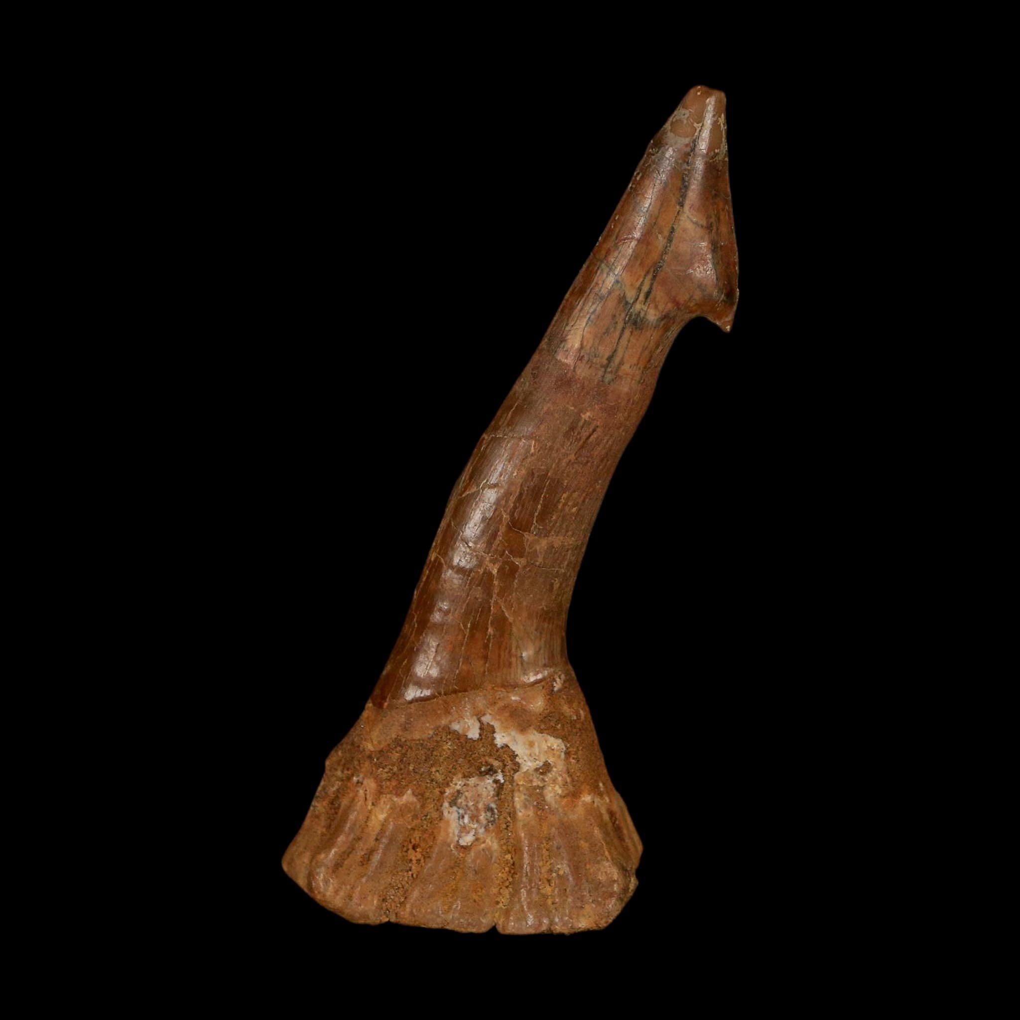 XL 2.9" Sawfish Fossil Tooth Barb Onchopristis Numidus Cretaceous Dinosaur Era COA
