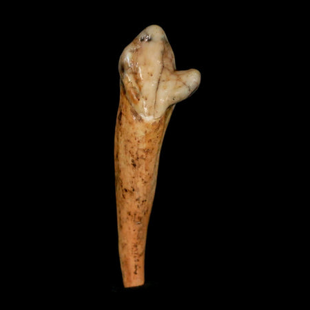 1.8" Extinct Cave Bear Ursus Spelaeus Incisor Tooth Rooted Pleistocene Age COA, Stand