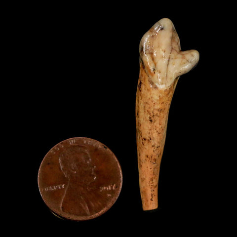 1.8" Extinct Cave Bear Ursus Spelaeus Incisor Tooth Rooted Pleistocene Age COA, Stand - Fossil Age Minerals