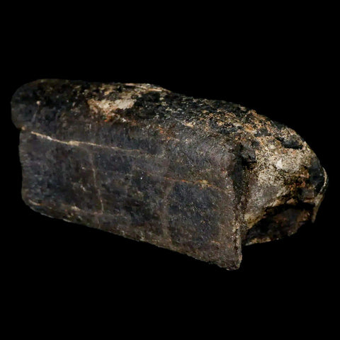 4.3" Lambeosaurus Limb Bone Fossil Judith River FM MT Cretaceous Dinosaur COA - Fossil Age Minerals