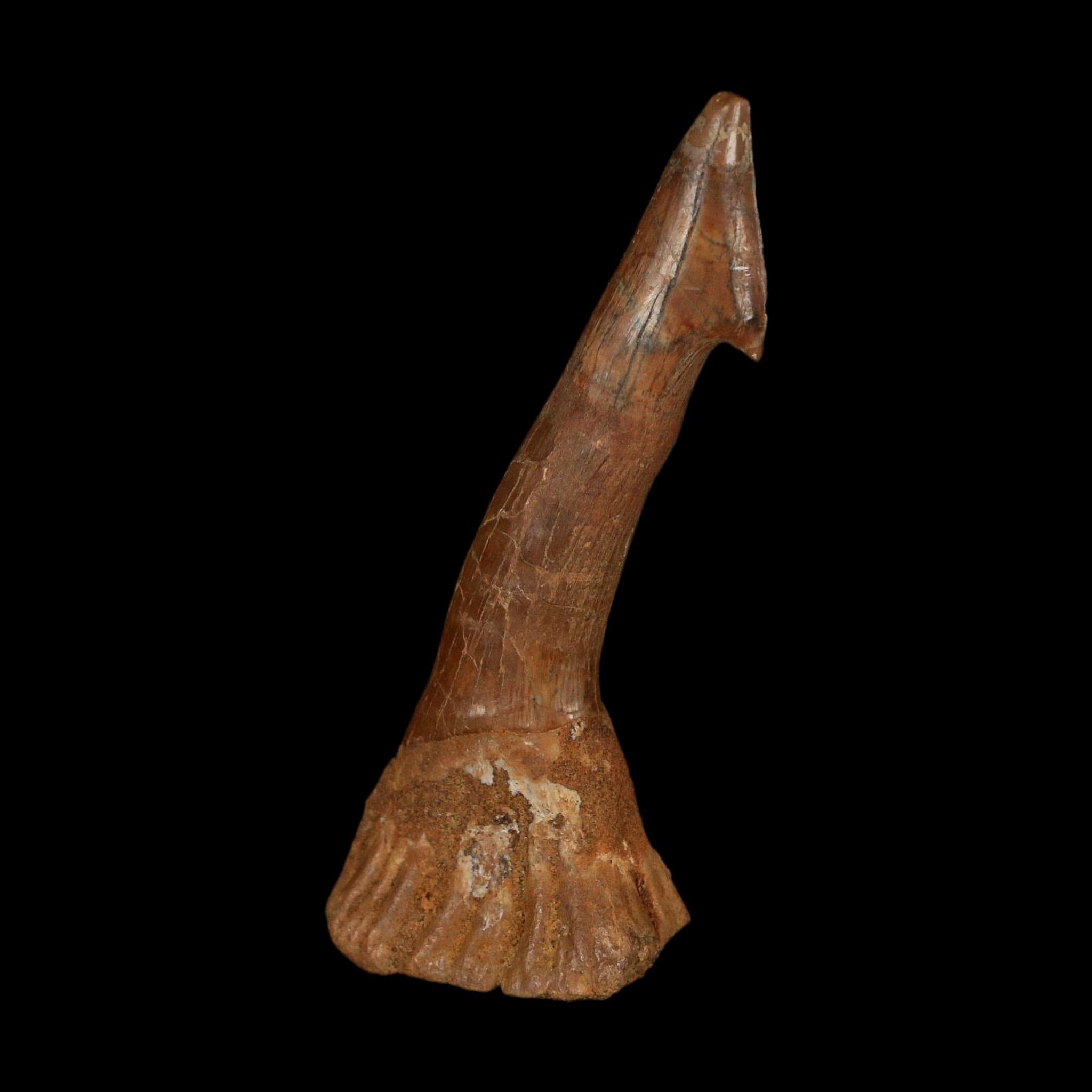 XL 2.9" Sawfish Fossil Tooth Barb Onchopristis Numidus Cretaceous Dinosaur Era COA