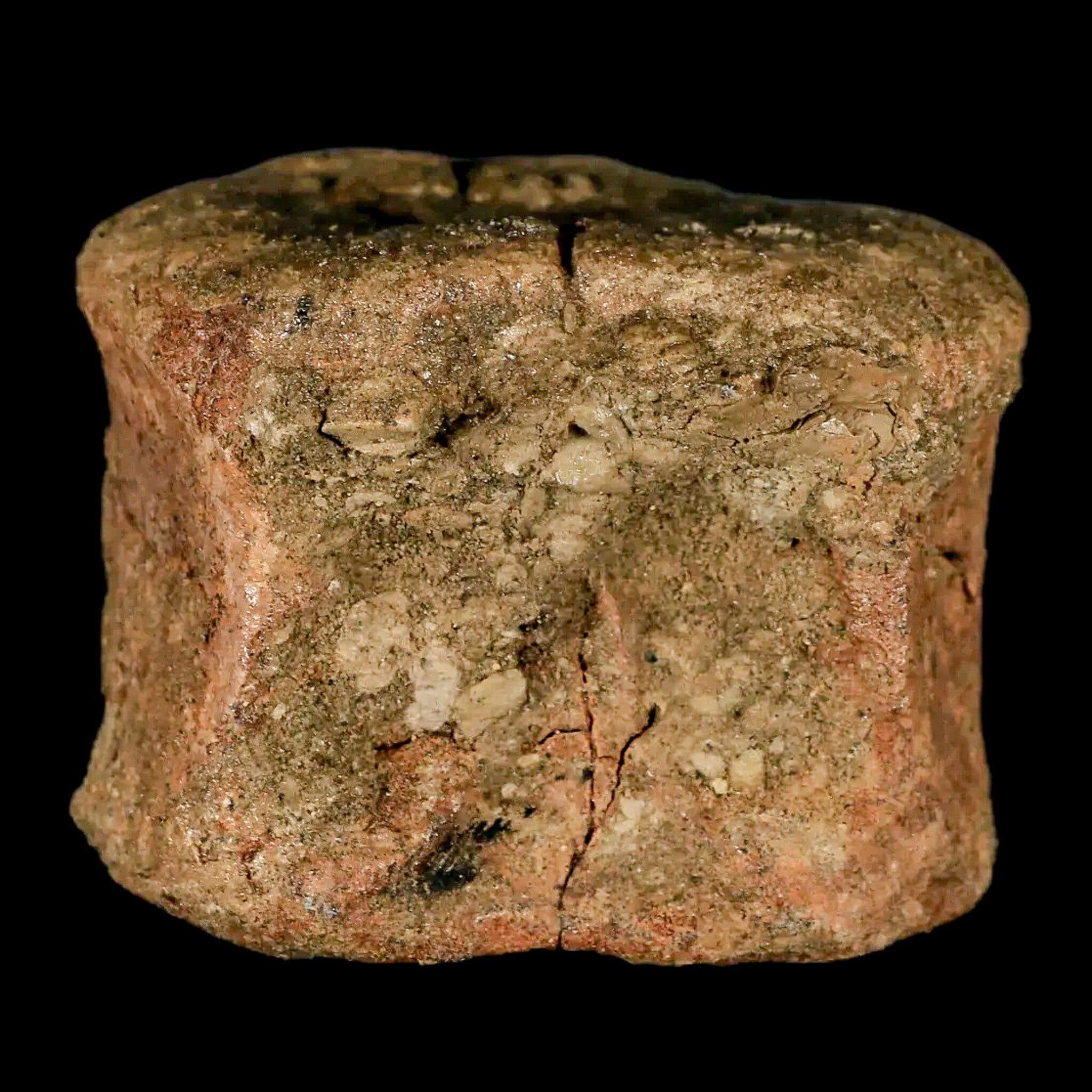 2.8" Edmontosaurus Fossil Vertebrae Bone Lance Creek FM Cretaceous Dinosaur WY - Fossil Age Minerals