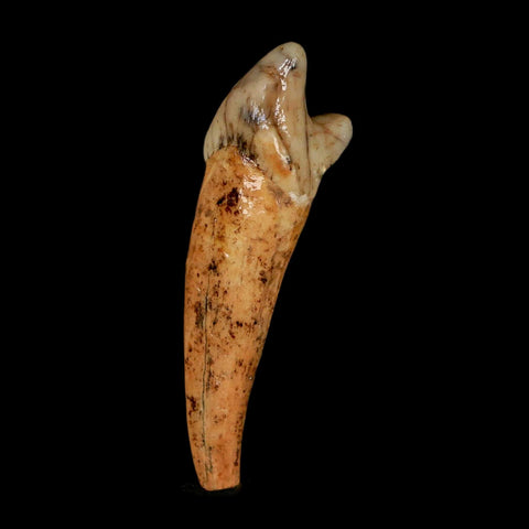 1.8" Extinct Cave Bear Ursus Spelaeus Incisor Tooth Rooted Pleistocene Age COA, Stand - Fossil Age Minerals