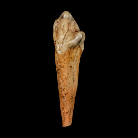 1.8" Extinct Cave Bear Ursus Spelaeus Incisor Tooth Rooted Pleistocene Age COA, Stand - Fossil Age Minerals