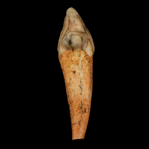 1.8" Extinct Cave Bear Ursus Spelaeus Incisor Tooth Rooted Pleistocene Age COA, Stand - Fossil Age Minerals