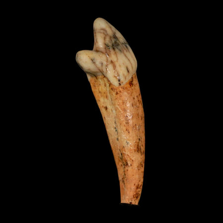 1.8" Extinct Cave Bear Ursus Spelaeus Incisor Tooth Rooted Pleistocene Age COA, Stand