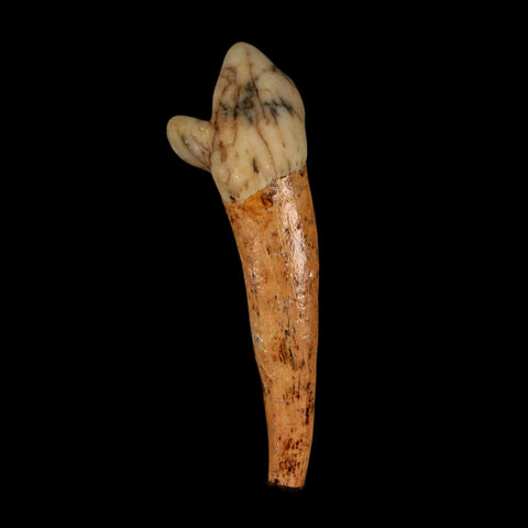 1.8" Extinct Cave Bear Ursus Spelaeus Incisor Tooth Rooted Pleistocene Age COA, Stand - Fossil Age Minerals
