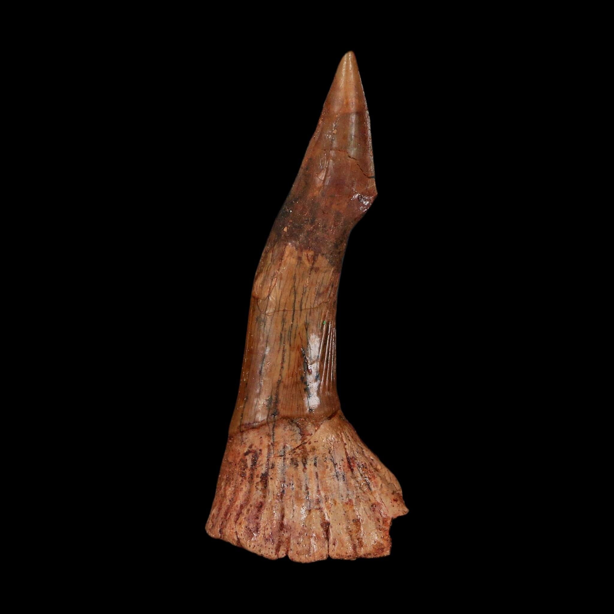 XL 2.5" Sawfish Fossil Tooth Barb Onchopristis Numidus Cretaceous Dinosaur Era COA