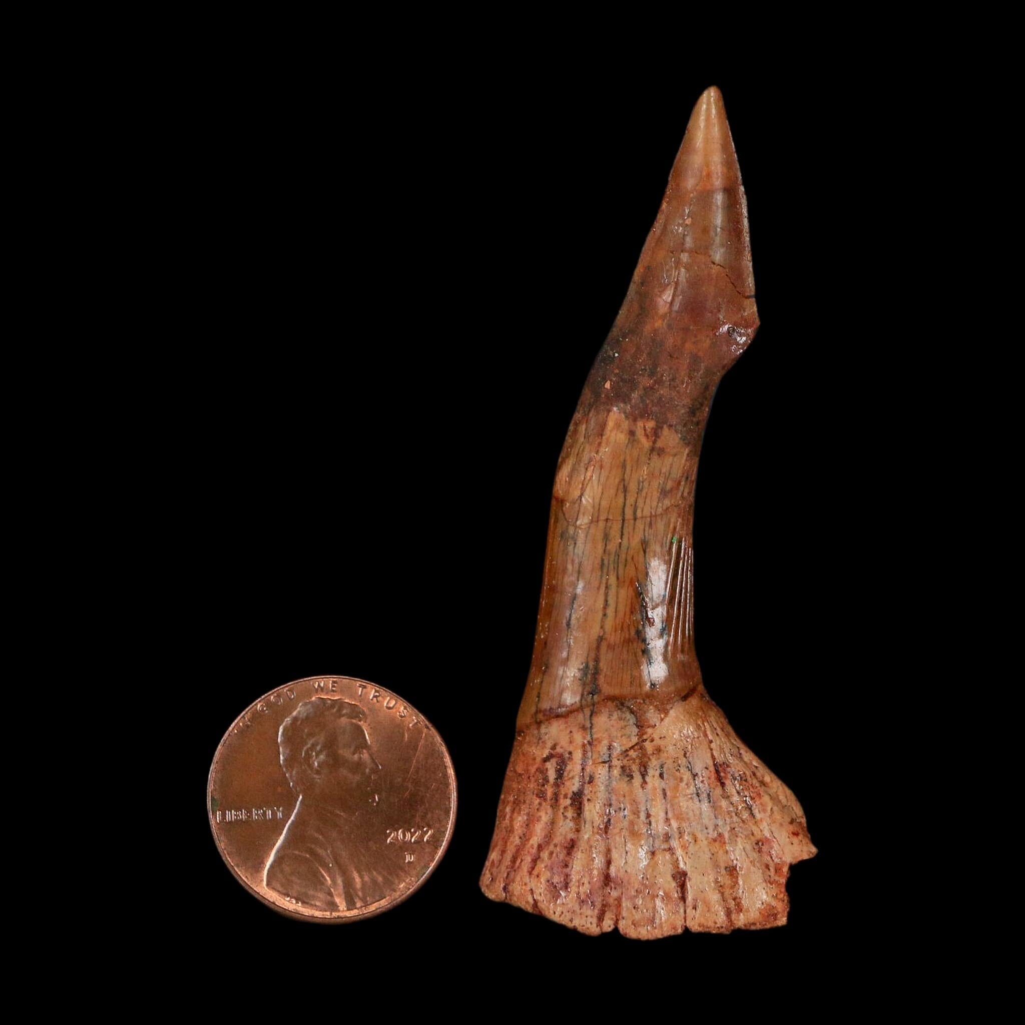 XL 2.5" Sawfish Fossil Tooth Barb Onchopristis Numidus Cretaceous Dinosaur Era COA