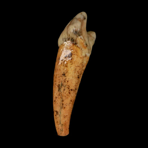 1.8" Extinct Cave Bear Ursus Spelaeus Incisor Tooth Rooted Pleistocene Age COA, Stand - Fossil Age Minerals