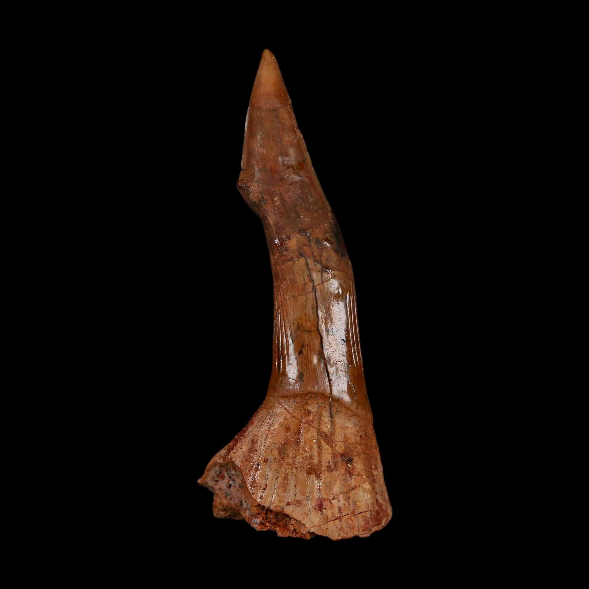 XL 2.5" Sawfish Fossil Tooth Barb Onchopristis Numidus Cretaceous Dinosaur Era COA
