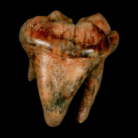 1.2" Extinct Cave Bear Ursus Spelaeus Incisor Tooth Rooted Pleistocene Age COA, Stand