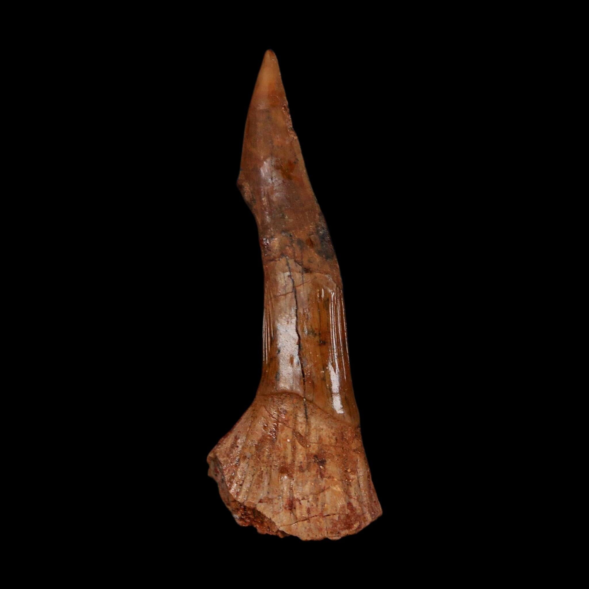 XL 2.5" Sawfish Fossil Tooth Barb Onchopristis Numidus Cretaceous Dinosaur Era COA