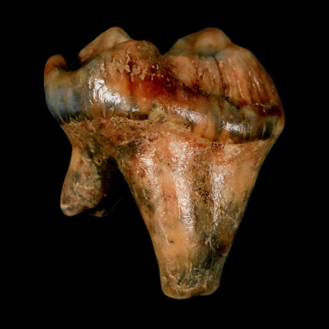 1.2" Extinct Cave Bear Ursus Spelaeus Incisor Tooth Rooted Pleistocene Age COA, Stand - Fossil Age Minerals