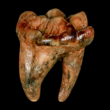 1.2" Extinct Cave Bear Ursus Spelaeus Incisor Tooth Rooted Pleistocene Age COA, Stand