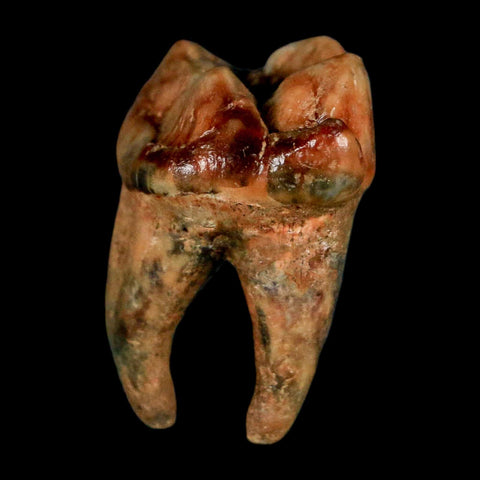 1.2" Extinct Cave Bear Ursus Spelaeus Incisor Tooth Rooted Pleistocene Age COA, Stand - Fossil Age Minerals