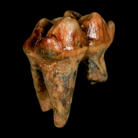 1.2" Extinct Cave Bear Ursus Spelaeus Incisor Tooth Rooted Pleistocene Age COA, Stand - Fossil Age Minerals