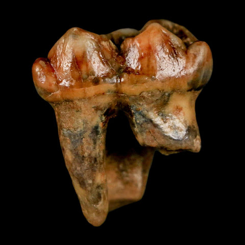 1.2" Extinct Cave Bear Ursus Spelaeus Incisor Tooth Rooted Pleistocene Age COA, Stand - Fossil Age Minerals