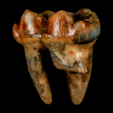 1.2" Extinct Cave Bear Ursus Spelaeus Incisor Tooth Rooted Pleistocene Age COA, Stand - Fossil Age Minerals