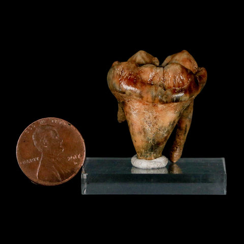 1.2" Extinct Cave Bear Ursus Spelaeus Incisor Tooth Rooted Pleistocene Age COA, Stand - Fossil Age Minerals