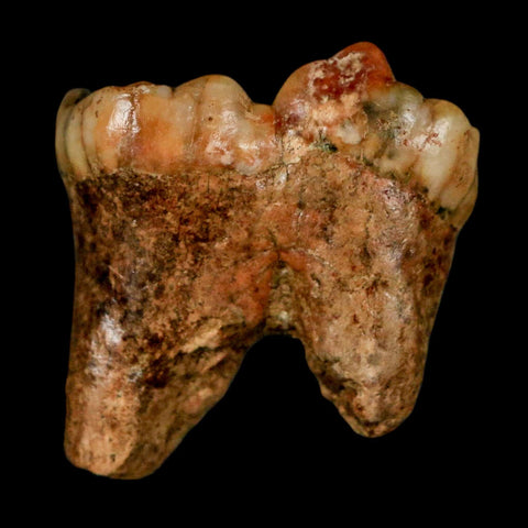 1.2" Extinct Cave Bear Ursus Spelaeus Incisor Tooth Rooted Pleistocene Age COA, Stand - Fossil Age Minerals