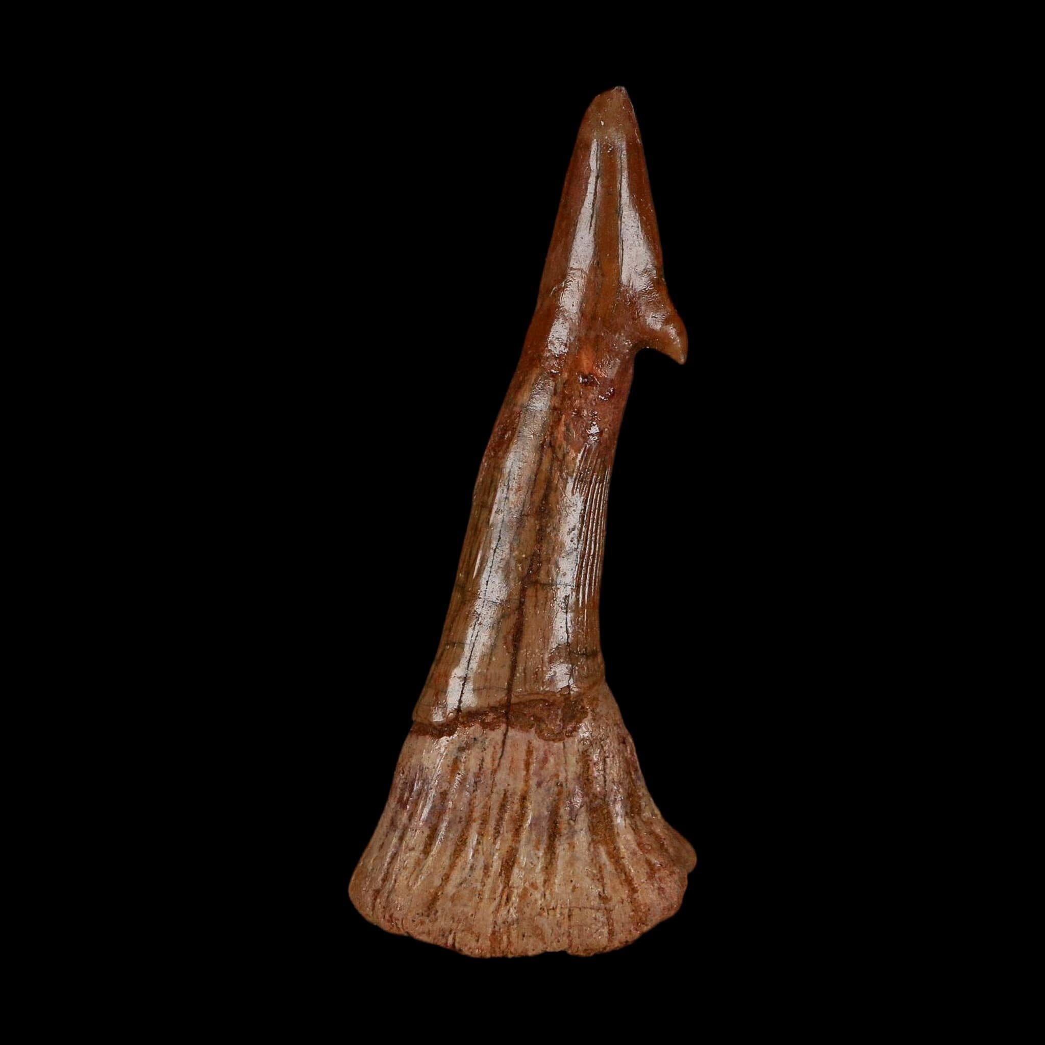 XL 2.7" Sawfish Fossil Tooth Barb Onchopristis Numidus Cretaceous Dinosaur Era COA