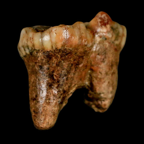 1.2" Extinct Cave Bear Ursus Spelaeus Incisor Tooth Rooted Pleistocene Age COA, Stand - Fossil Age Minerals