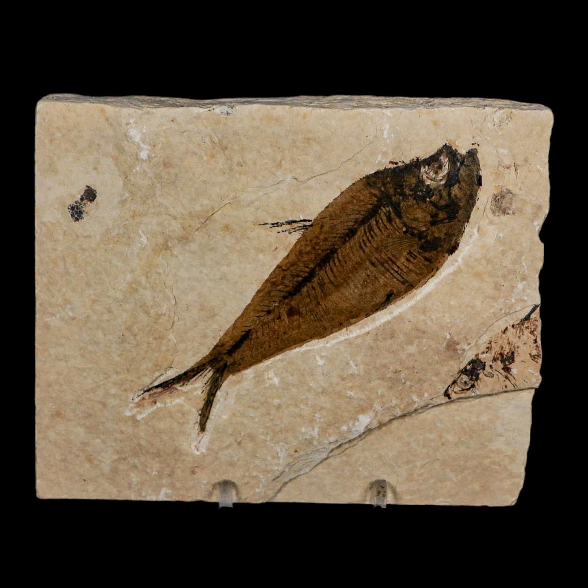 XL 4.3" Diplomystus Dentatus Fossil Fish Green River FM WY Eocene Age COA, Stand - Fossil Age Minerals