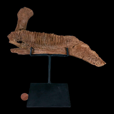 11.5" Rare Parasaurolophus Fossil Jaw Bone Cretaceous Dinosaur Montana COA Stand - Fossil Age Minerals