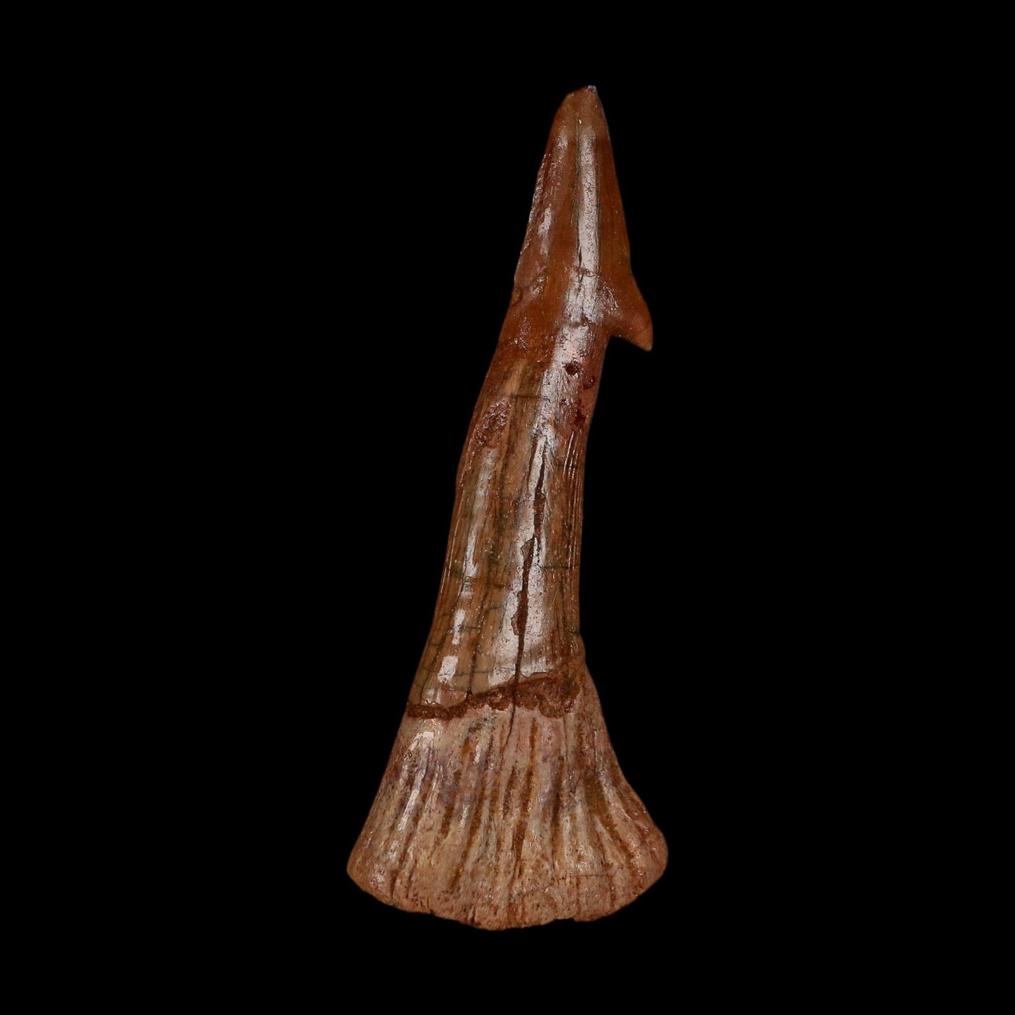 XL 2.7" Sawfish Fossil Tooth Barb Onchopristis Numidus Cretaceous Dinosaur Era COA