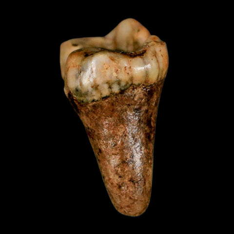1.2" Extinct Cave Bear Ursus Spelaeus Incisor Tooth Rooted Pleistocene Age COA, Stand - Fossil Age Minerals