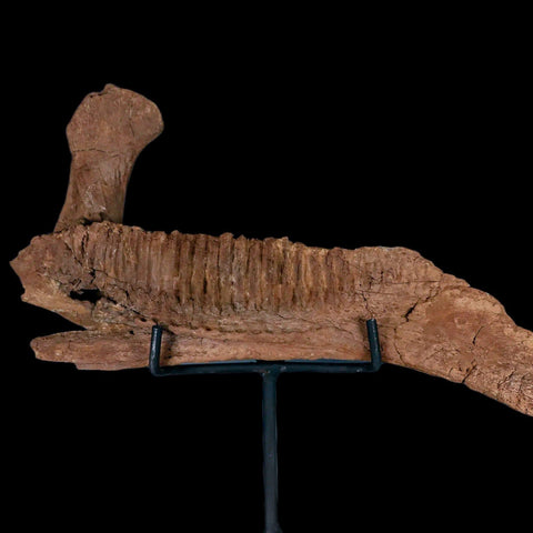 11.5" Rare Parasaurolophus Fossil Jaw Bone Cretaceous Dinosaur Montana COA Stand - Fossil Age Minerals
