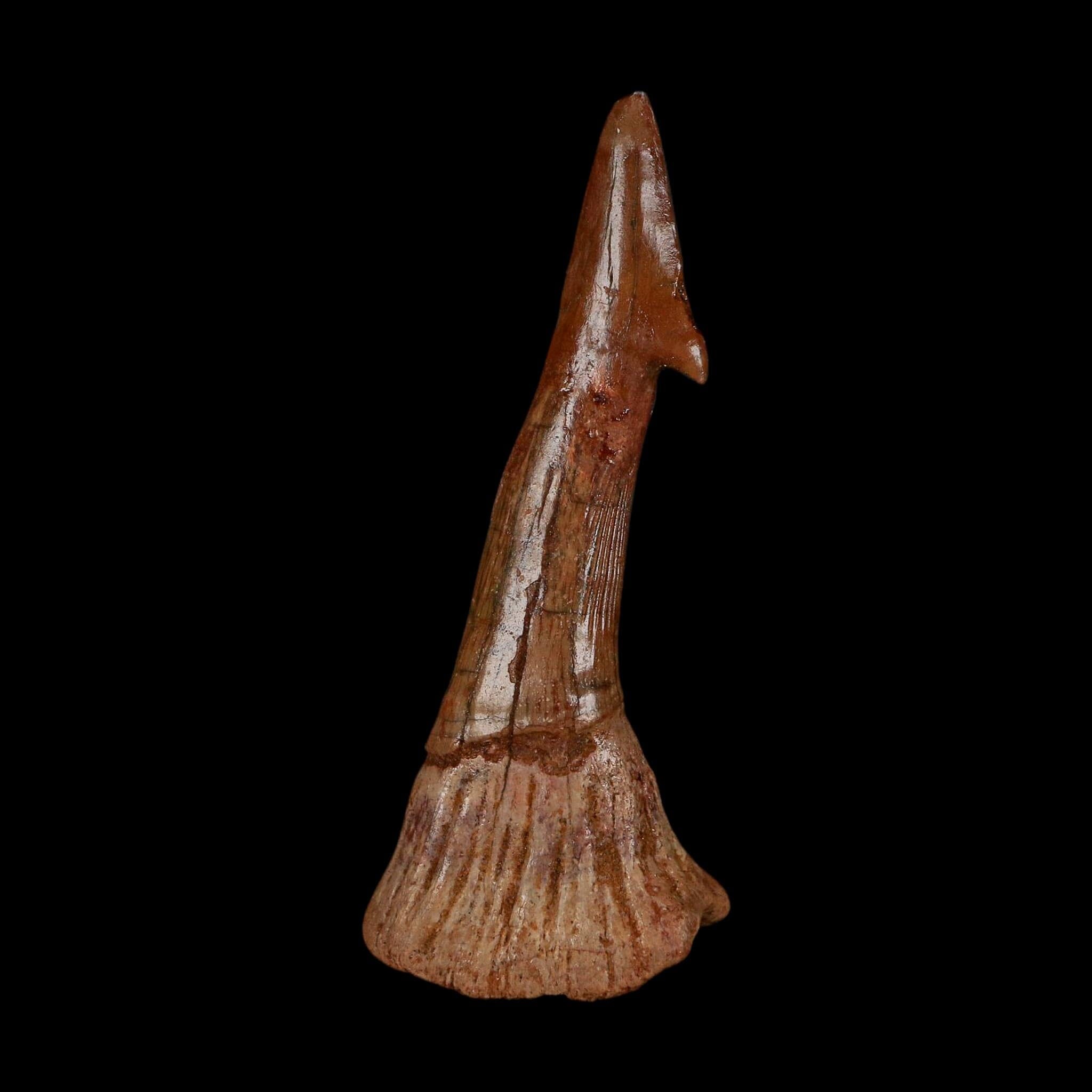 XL 2.7" Sawfish Fossil Tooth Barb Onchopristis Numidus Cretaceous Dinosaur Era COA