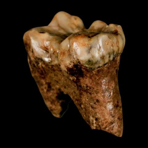 1.2" Extinct Cave Bear Ursus Spelaeus Incisor Tooth Rooted Pleistocene Age COA, Stand - Fossil Age Minerals