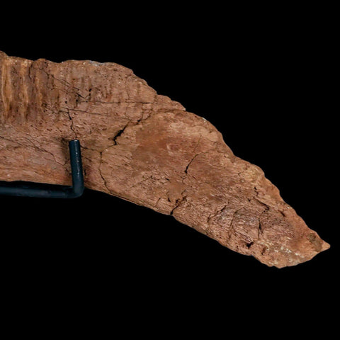 11.5" Rare Parasaurolophus Fossil Jaw Bone Cretaceous Dinosaur Montana COA Stand - Fossil Age Minerals