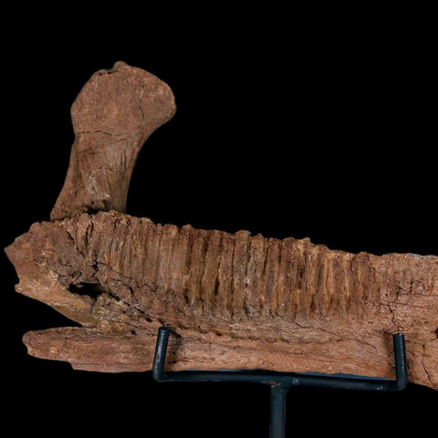 11.5" Rare Parasaurolophus Fossil Jaw Bone Cretaceous Dinosaur Montana COA Stand - Fossil Age Minerals