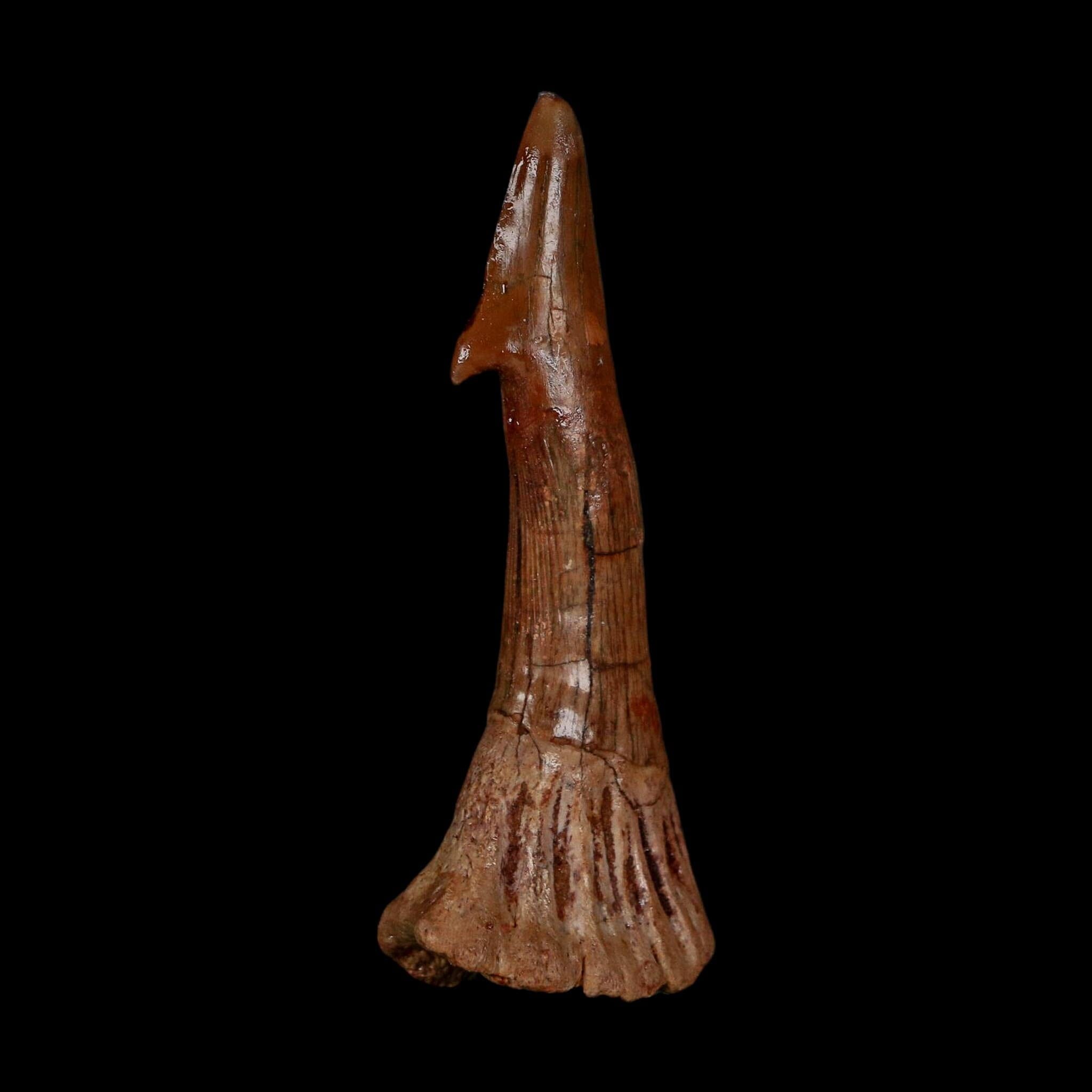 XL 2.7" Sawfish Fossil Tooth Barb Onchopristis Numidus Cretaceous Dinosaur Era COA