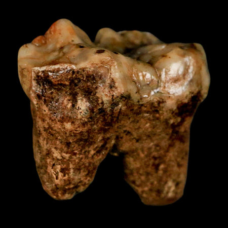 1.2" Extinct Cave Bear Ursus Spelaeus Incisor Tooth Rooted Pleistocene Age COA, Stand
