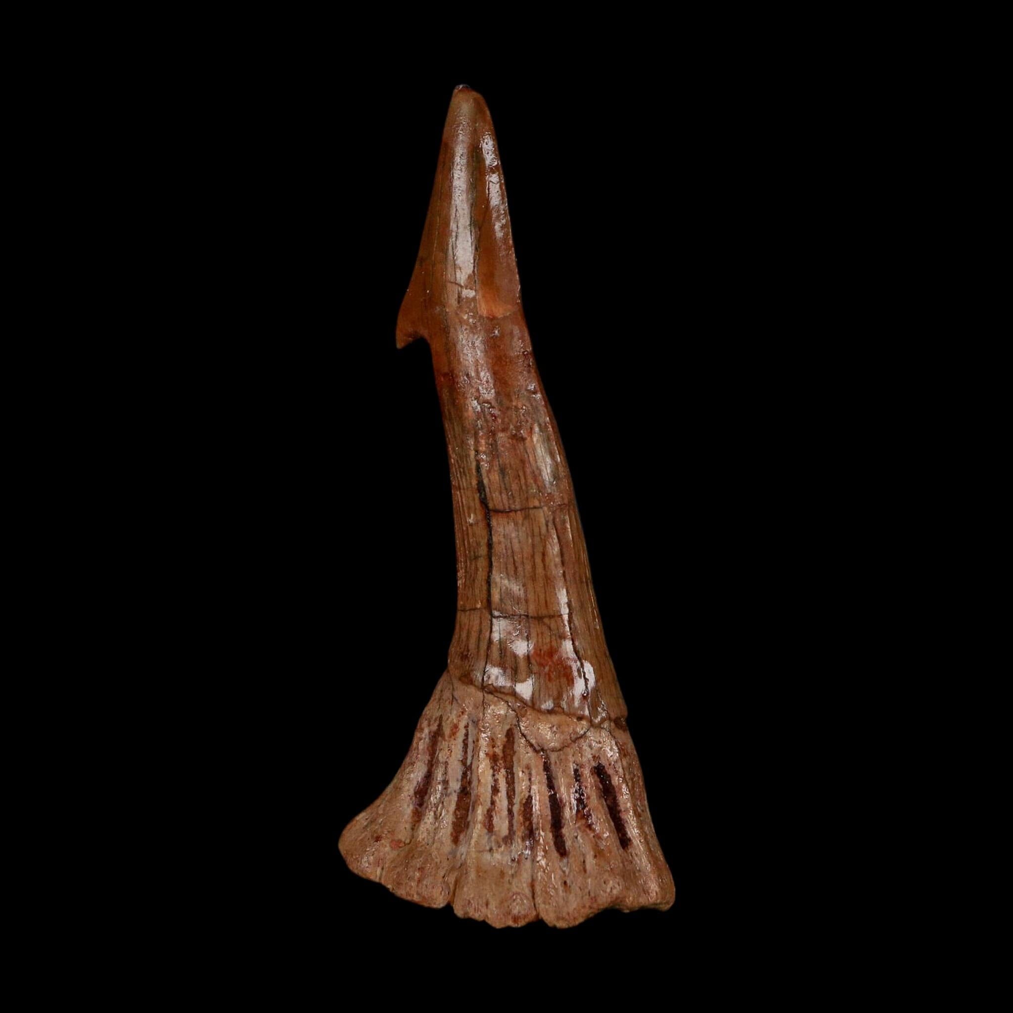 XL 2.7" Sawfish Fossil Tooth Barb Onchopristis Numidus Cretaceous Dinosaur Era COA