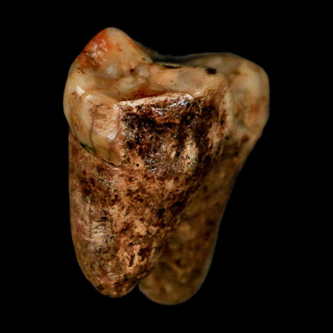 1.2" Extinct Cave Bear Ursus Spelaeus Incisor Tooth Rooted Pleistocene Age COA, Stand - Fossil Age Minerals