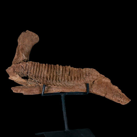 11.5" Rare Parasaurolophus Fossil Jaw Bone Cretaceous Dinosaur Montana COA Stand - Fossil Age Minerals