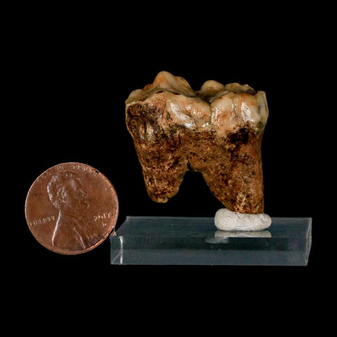 1.2" Extinct Cave Bear Ursus Spelaeus Incisor Tooth Rooted Pleistocene Age COA, Stand - Fossil Age Minerals