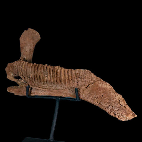 11.5" Rare Parasaurolophus Fossil Jaw Bone Cretaceous Dinosaur Montana COA Stand - Fossil Age Minerals